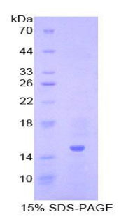 Figure 1. SDS-PAGE