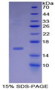 Figure 1. SDS-PAGE