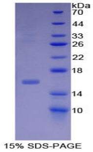 Figure 1. SDS-PAGE