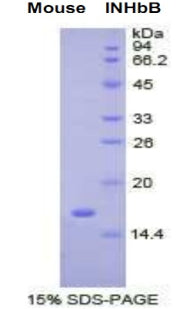 Figure 1. SDS-PAGE
