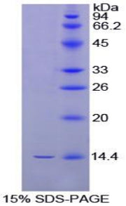 Figure 1. SDS-PAGE