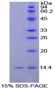 Figure 1. SDS-PAGE
