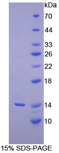 Figure 1. SDS-PAGE