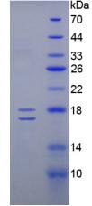 Figure 2. SDS-PAGE