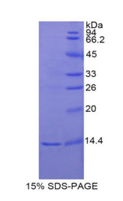 Figure 1. SDS-PAGE