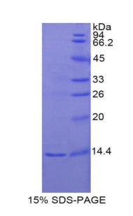 Figure 1. SDS-PAGE