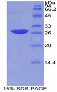 Figure 1. SDS-PAGE