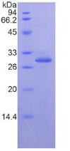 Figure 2. SDS-PAGE