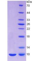 Figure 3. SDS-PAGE