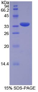 Figure 1. SDS-PAGE