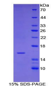 Figure 1. SDS-PAGE