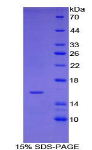 Figure 1. SDS-PAGE