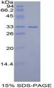 Figure 1. SDS-PAGE
