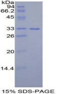 Figure 1. SDS-PAGE