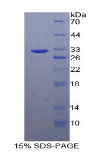 Figure 1. SDS-PAGE