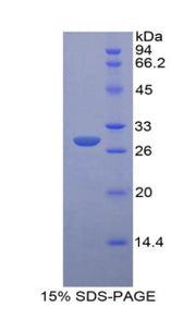 Figure 1. SDS-PAGE