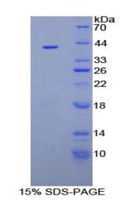 Figure 1. SDS-PAGE