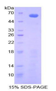 Figure 1. SDS-PAGE