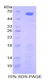 Figure 1. SDS-PAGE