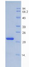 Figure 3. SDS-PAGE