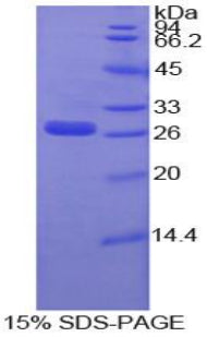 Figure 1. SDS-PAGE