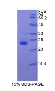 Figure 1. SDS-PAGE