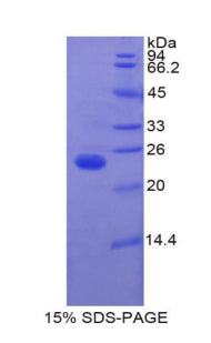 Figure 1. SDS-PAGE