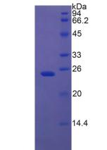 Figure 2. SDS-PAGE