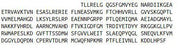Recombinant Insulin Receptor (INSR), RPU42057