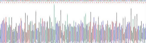 Recombinant Human Insulin Receptor (INSR)