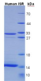 Figure 3. SDS-PAGE