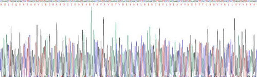 Recombinant Human Insulin Receptor (INSR)