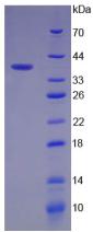 Figure 3. SDS-PAGE