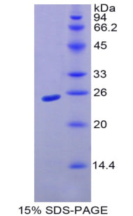 Figure 1. SDS-PAGE