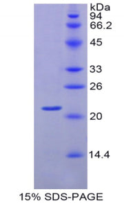 Figure 1. SDS-PAGE