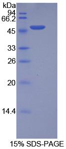 Figure 1. SDS-PAGE
