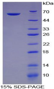 Figure 1. SDS-PAGE