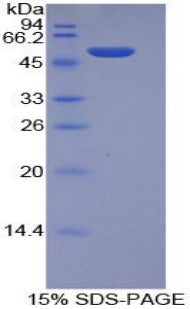 Figure 1. SDS-PAGE