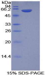 Figure 1. SDS-PAGE