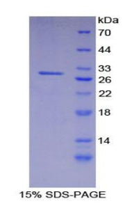 Figure 1. SDS-PAGE