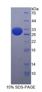 Figure 1. SDS-PAGE