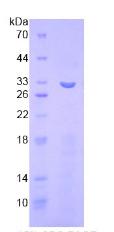 Figure 2. SDS-PAGE