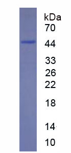 Figure 1. SDS-PAGE