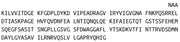 Recombinant Integrin Alpha M (CD11b), RPU42074