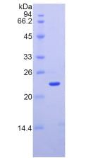 Figure 2. SDS-PAGE