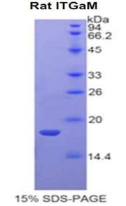Figure 1. SDS-PAGE