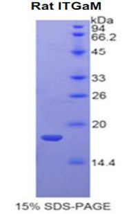 Figure 1. SDS-PAGE