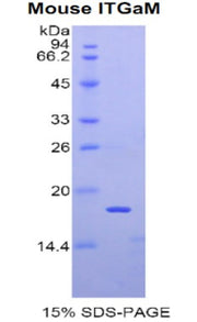 Figure 1. SDS-PAGE