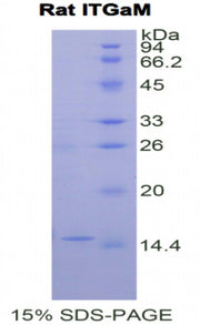 Figure 1. SDS-PAGE