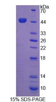 Figure 1. SDS-PAGE
